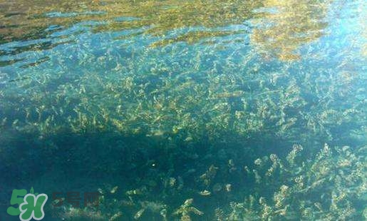 螺旋藻副作用有哪些？吃螺旋藻的禁忌