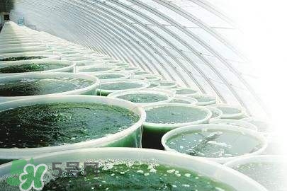 螺旋藻是飯前吃還是飯后吃？螺旋藻怎么吃？