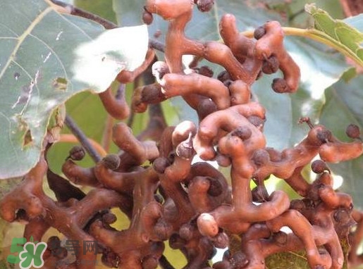 拐棗怎么吃？拐棗好吃嗎