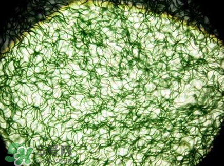 螺旋藻減肥嗎？螺旋藻減肥的正確吃法