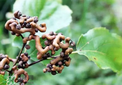 拐棗怎么吃？拐棗好吃嗎