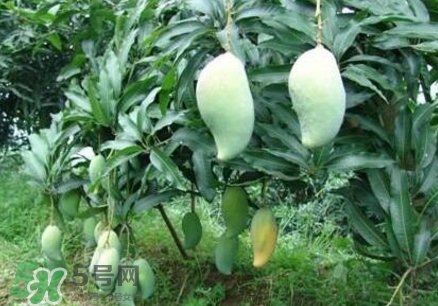 芒果有哪些品種？哪種芒果最好吃？