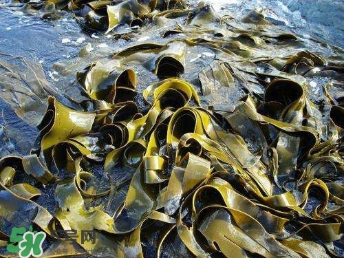 螺旋藻是飯前吃還是飯后吃？螺旋藻怎么吃？