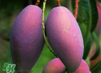 芒果有哪些品種？哪種芒果最好吃？