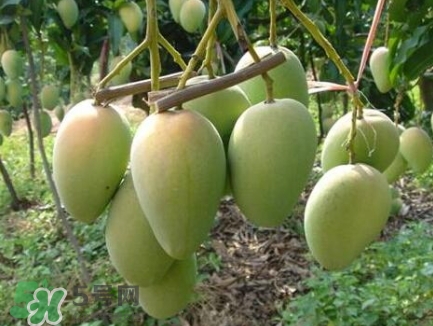 芒果有哪些品種？哪種芒果最好吃？