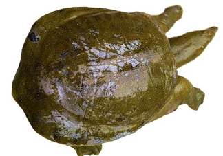 腳魚有靈性嗎？腳魚吃了有什么好處