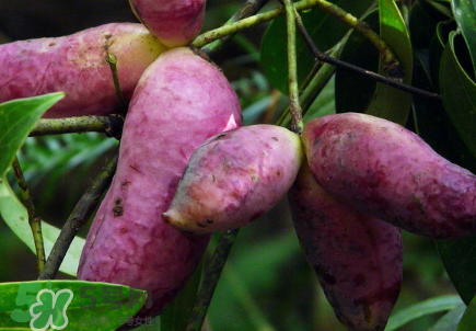 八月瓜的籽怎么吃？八月瓜籽的功效作用