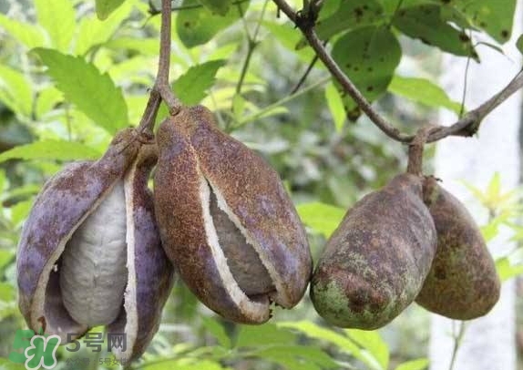 八月瓜可以美容嗎？八月瓜怎么吃有美容效果？