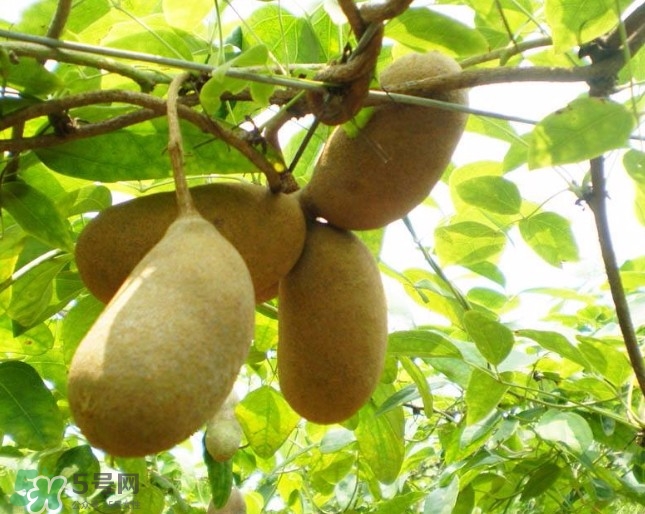 八月瓜孕婦能吃嗎？八月瓜的功效與作用