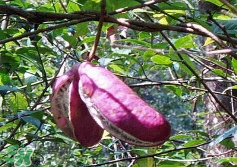 八月瓜能種植嗎？八月瓜怎么種植？