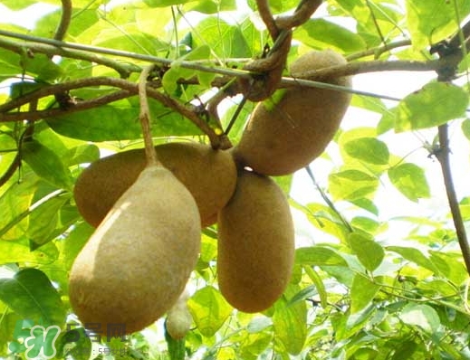 八月瓜能放冰箱嗎？八月瓜怎么保存？