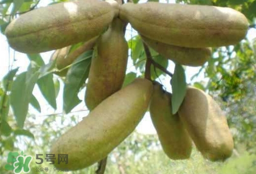 八月瓜可以經(jīng)常吃嗎？八月瓜可以多吃嗎？