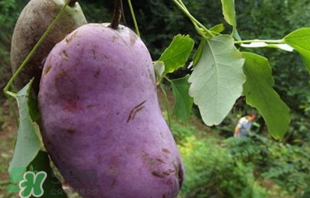 八月瓜可以美容嗎？八月瓜怎么吃有美容效果？