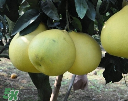 如何區(qū)分紅肉蜜柚真假？吃紅肉蜜柚有什么好處？