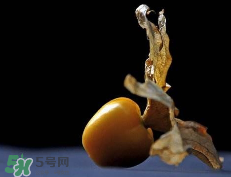 姑娘果可以泡水喝嗎？姑娘果怎么泡水喝？