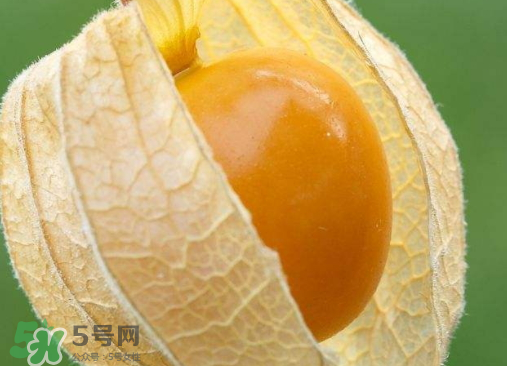 燈籠果是熱性還是涼性？燈籠果是涼性的嗎？