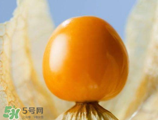 燈籠果是熱性還是涼性？燈籠果是涼性的嗎？