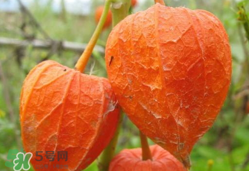 燈籠果是熱性還是涼性？燈籠果是涼性的嗎？