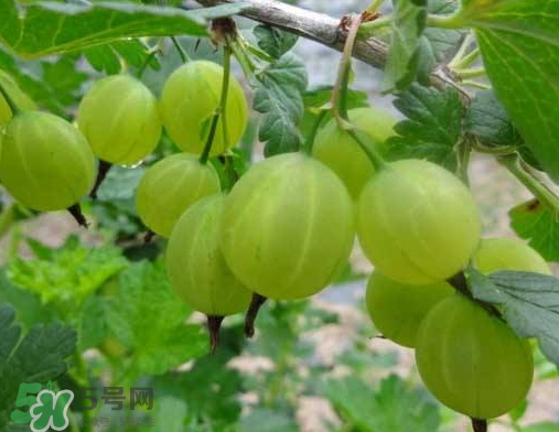 燈籠果什么時候種植？燈籠果怎么種植？