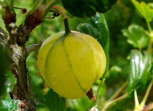 燈籠果什么時候種植？燈籠果怎么種植？