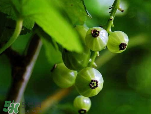 燈籠果什么時候種植？燈籠果怎么種植？