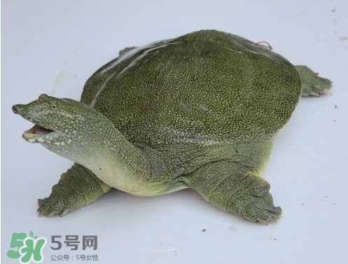 甲魚是魚嗎？甲魚是發(fā)物嗎