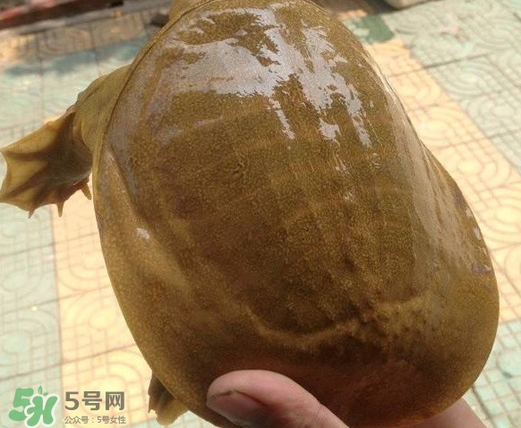 甲魚又叫什么？甲魚吃什么食物