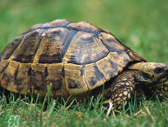甲魚是烏龜嗎？甲魚是王八嗎？