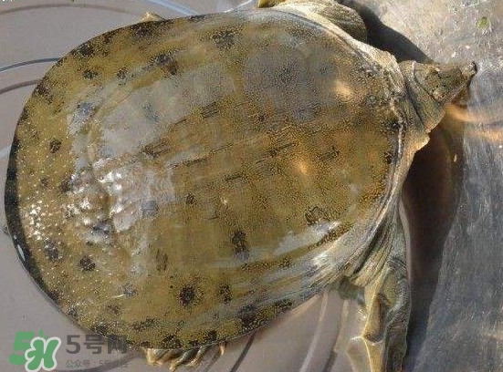 腳魚不能和什么一起吃？腳魚可以燉蟲草嗎