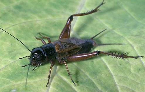 蟋蟀和蛐蛐一樣嗎？家里有蛐蛐怎么辦