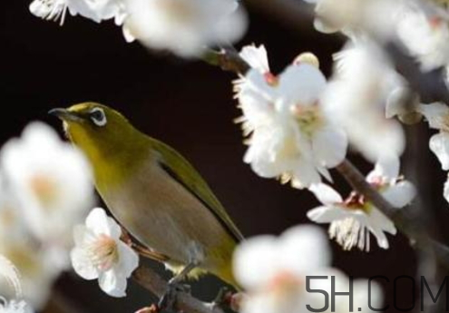 2017最強(qiáng)冷空氣最低多少度_持續(xù)多久_什么時候來