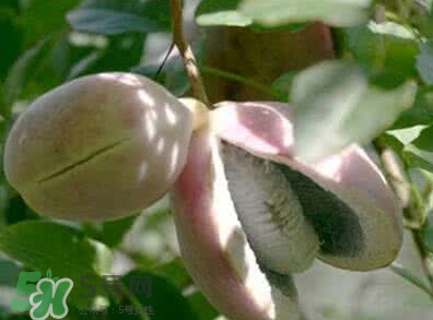 八月瓜能放冰箱嗎？八月瓜怎么保存？