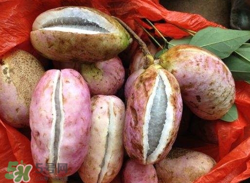 八月瓜孕婦能吃嗎？八月瓜的功效與作用