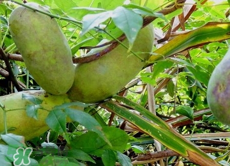 八月瓜能放冰箱嗎？八月瓜怎么保存？