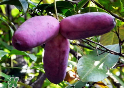 八月瓜的籽怎么吃？八月瓜籽的功效作用