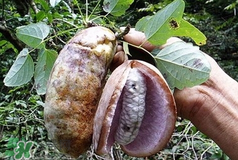 八月瓜能種植嗎？八月瓜怎么種植？