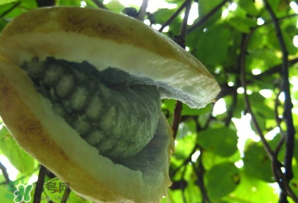 八月瓜可以美容嗎？八月瓜怎么吃有美容效果？