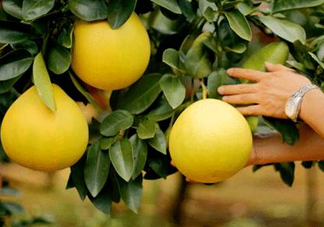 如何區(qū)分紅肉蜜柚真假？吃紅肉蜜柚有什么好處？