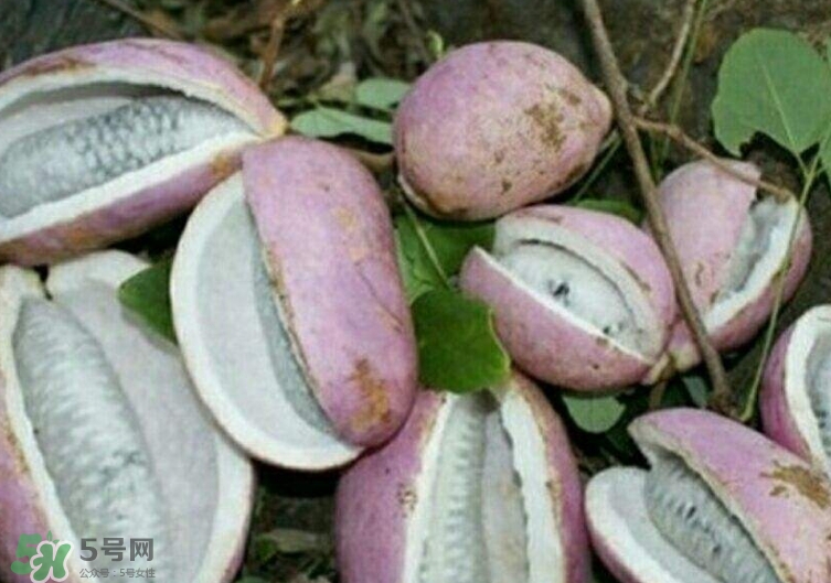 八月瓜能種植嗎？八月瓜怎么種植？