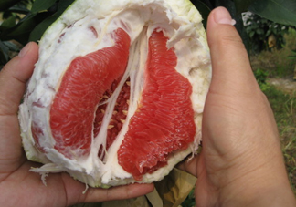 紅肉蜜柚可以儲(chǔ)存多久？紅肉蜜柚怎么挑選