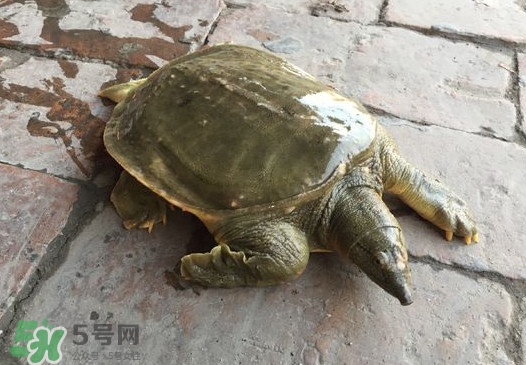 腳魚(yú)是什么？腳魚(yú)和烏龜?shù)膮^(qū)別
