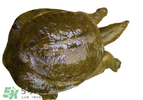 腳魚不能和什么一起吃？腳魚可以燉蟲草嗎