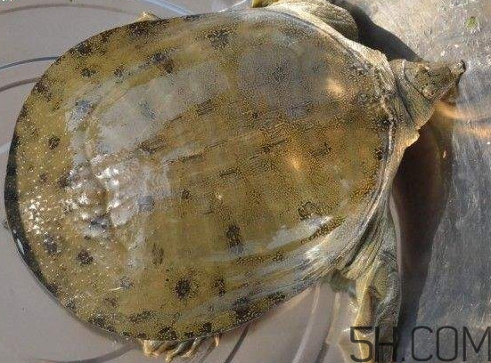 腳魚(yú)能和南瓜一起吃嗎？腳魚(yú)湯的做法