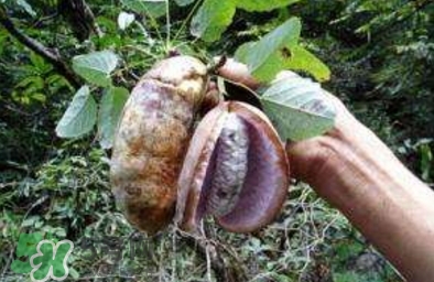 八月瓜可以補(bǔ)腎嗎？八月瓜的營(yíng)養(yǎng)價(jià)值