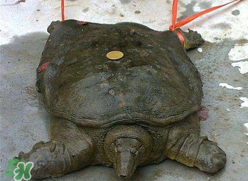 甲魚是烏龜嗎？甲魚是王八嗎？