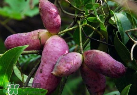 八月瓜孕婦能吃嗎？八月瓜的功效與作用