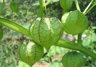 燈籠果什么時候種植？燈籠果怎么種植？