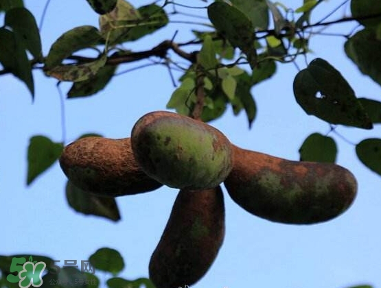 八月瓜能放冰箱嗎？八月瓜怎么保存？