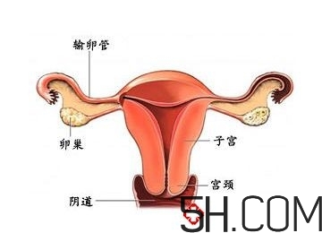 子宮畸形有哪些？子宮畸形有什么影響？