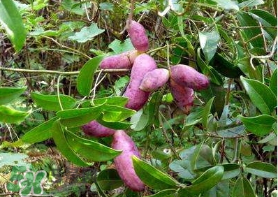 八月瓜孕婦能吃嗎？八月瓜的功效與作用